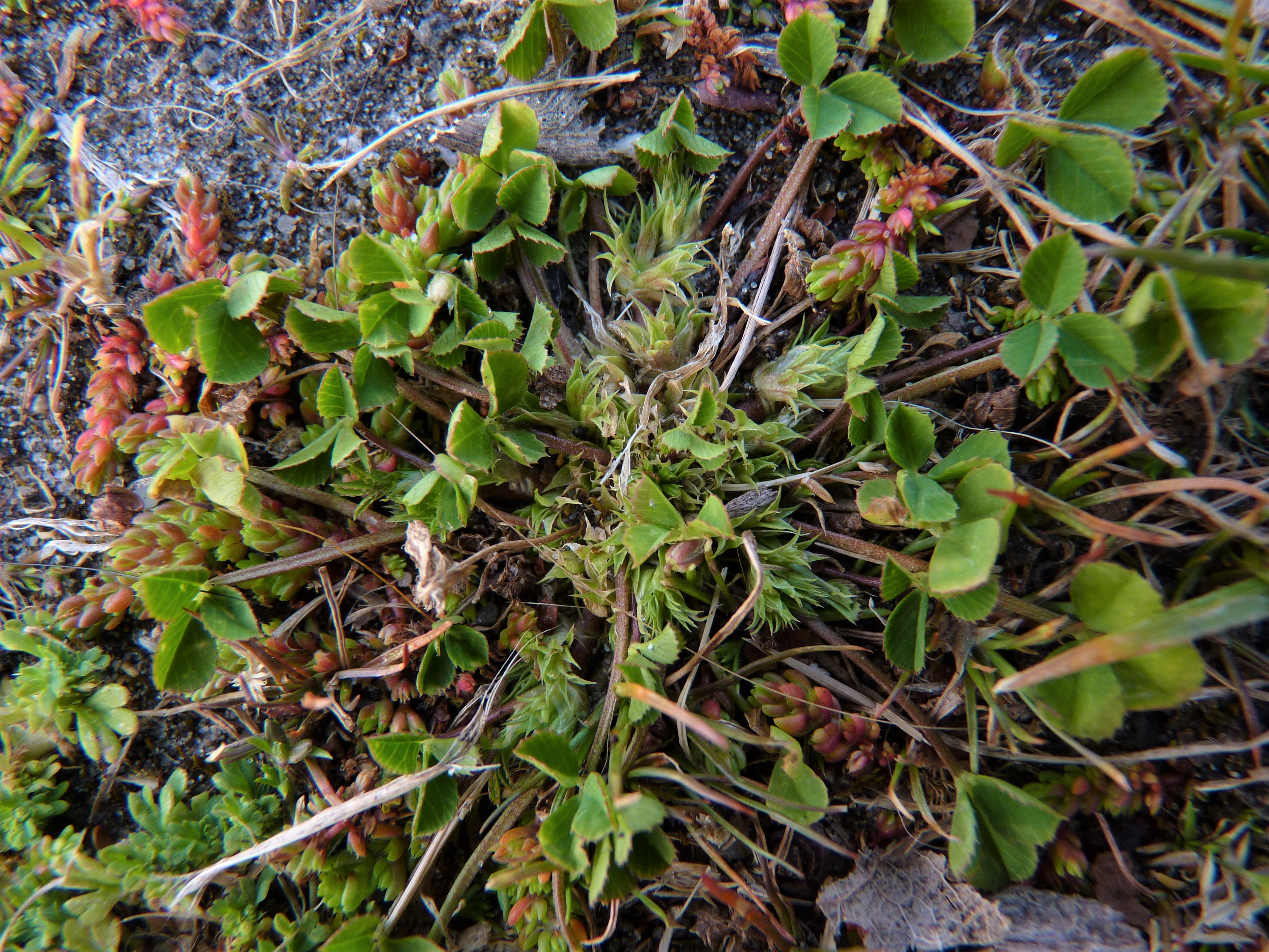 Trifolium suffocatum (door Sipke Gonggrijp)