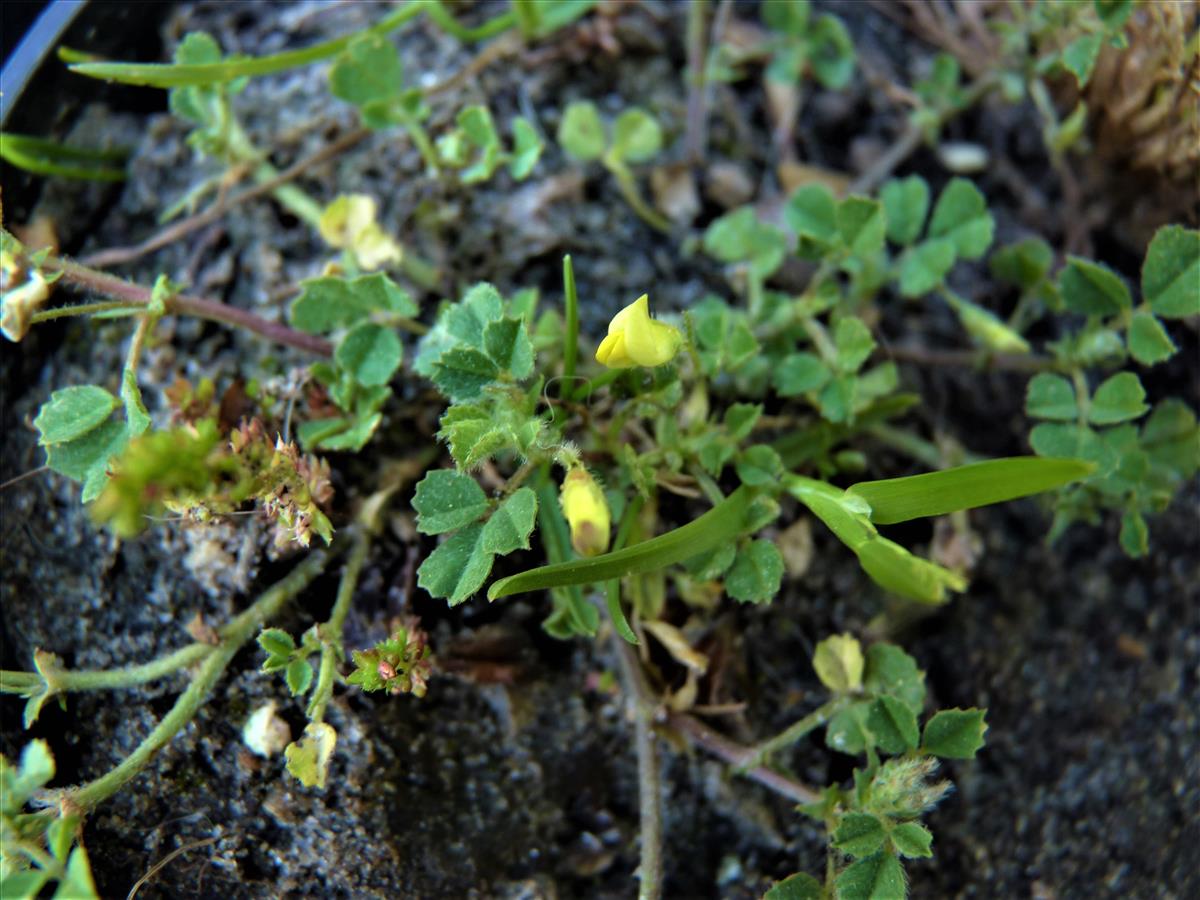 Medicago littoralis (door Sipke Gonggrijp)