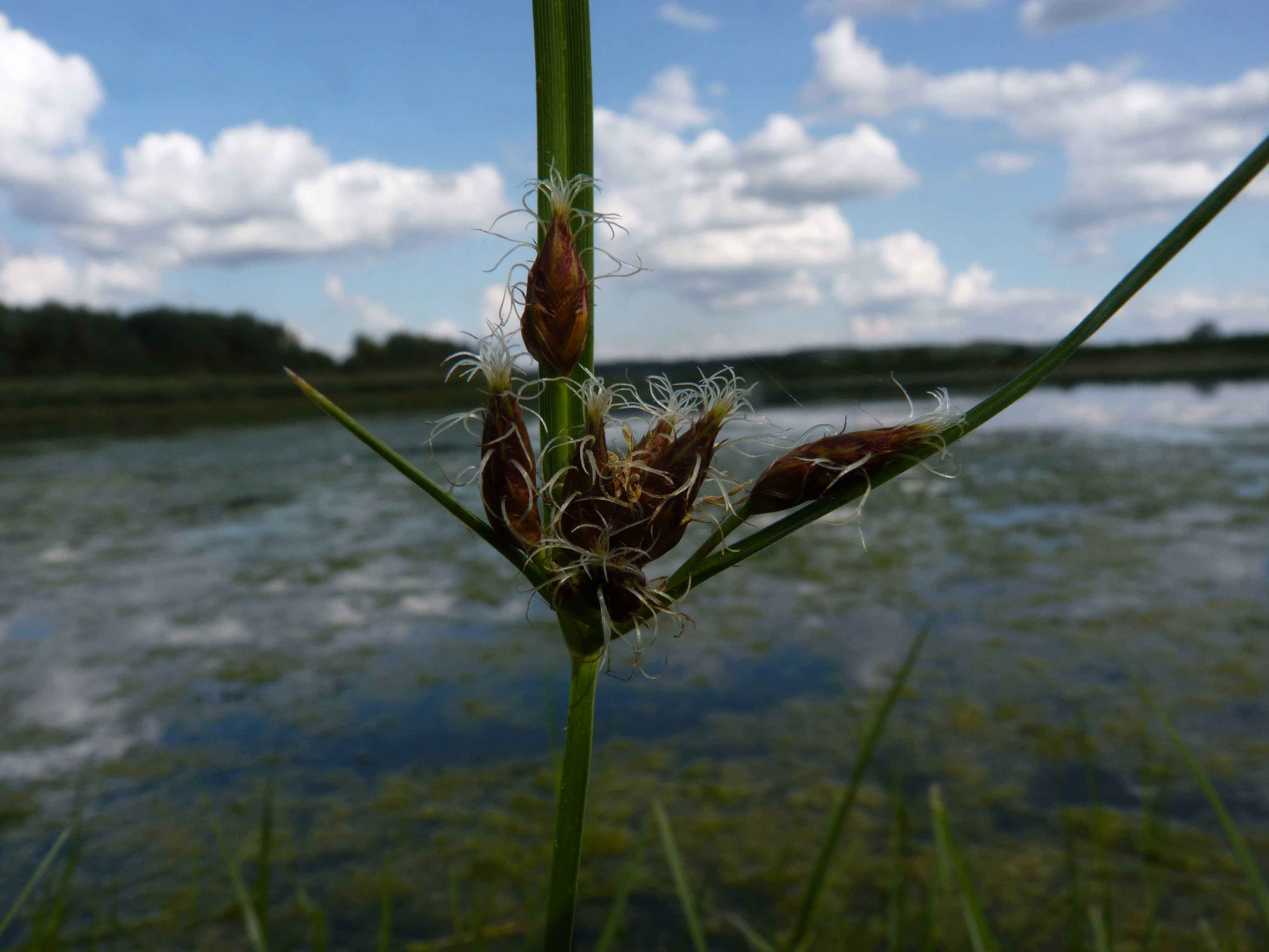 Bolboschoenus planiculmis (door Sipke Gonggrijp)