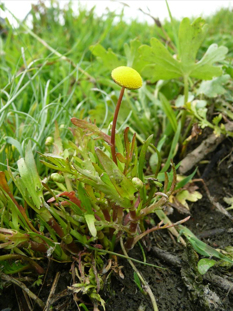 Cotula coronopifolia (door Annie Vos)