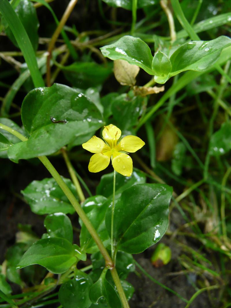 Lysimachia nemorum (door Annie Vos)