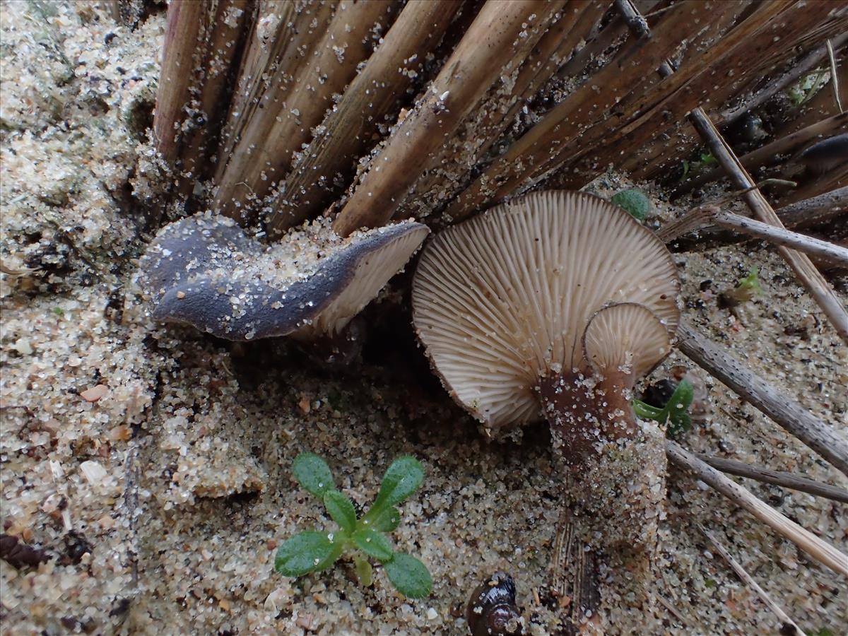 Hohenbuehelia culmicola (door Leo Jalink)