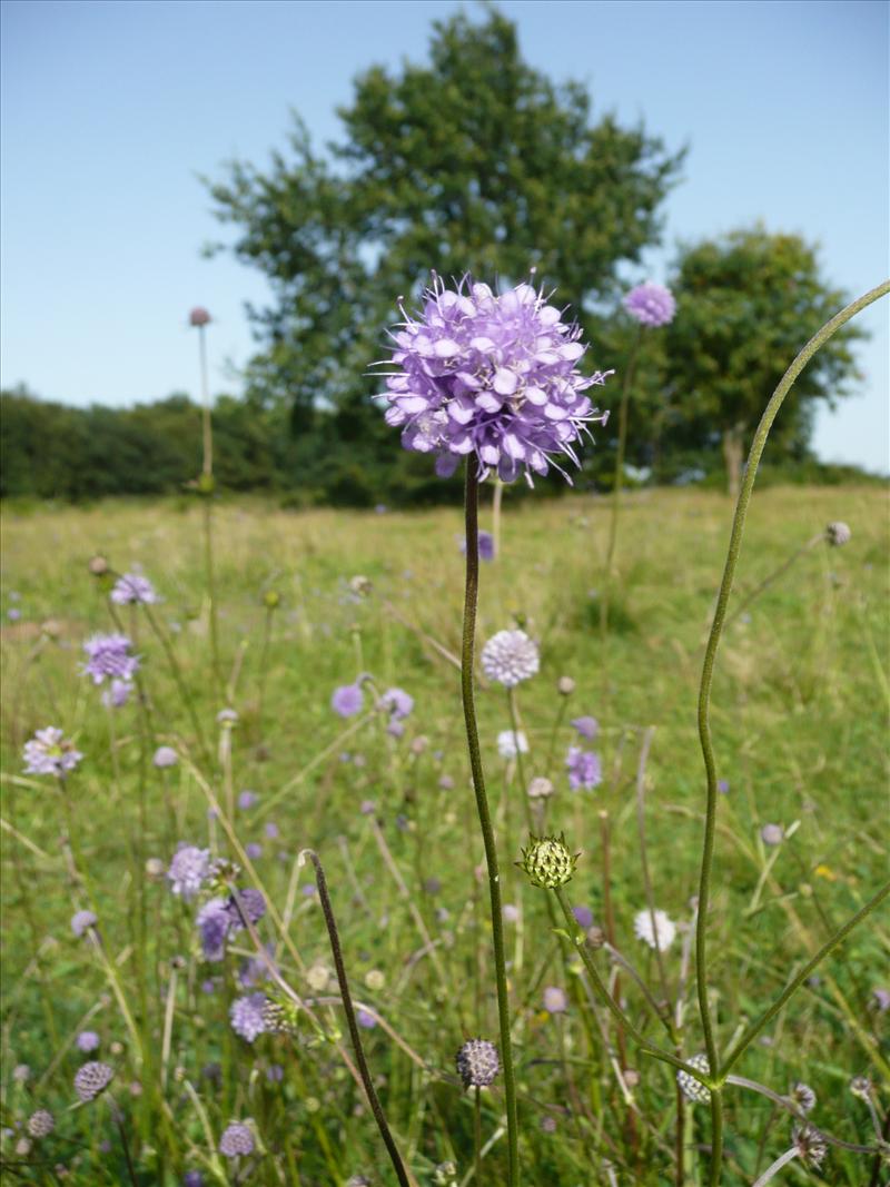 Succisa pratensis (door Annie Vos)