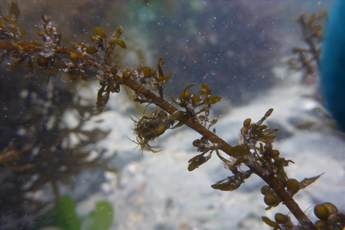 Sargassum muticum (door Luna van der Loos)