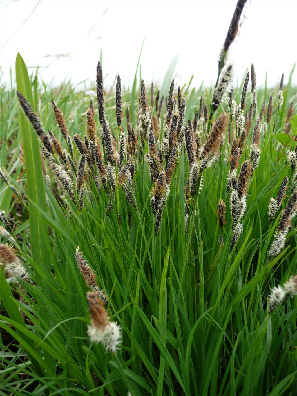 Carex cespitosa (door Annie Vos)