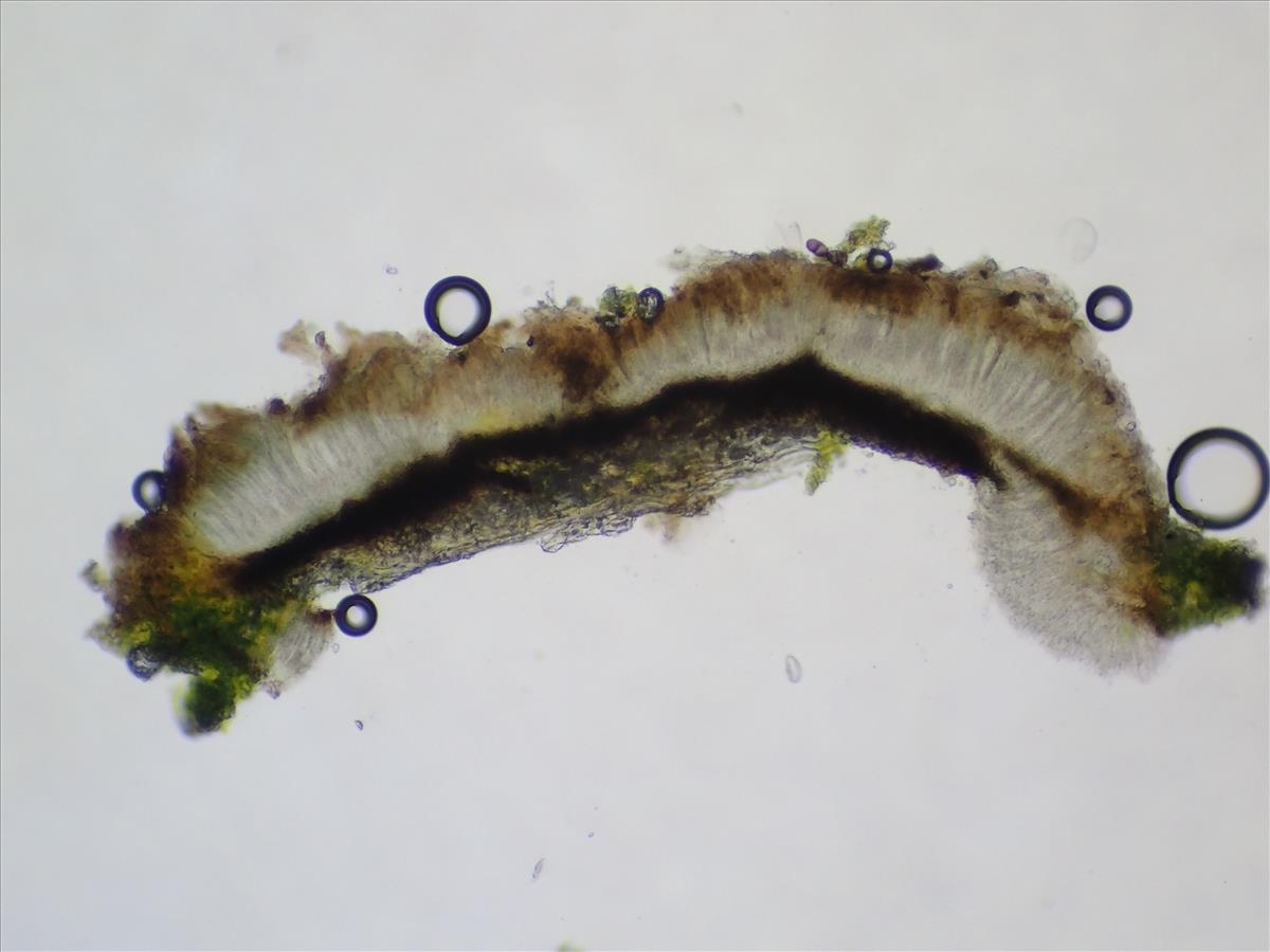 Phaeographis dendritica (door Matthijs Molenaar)