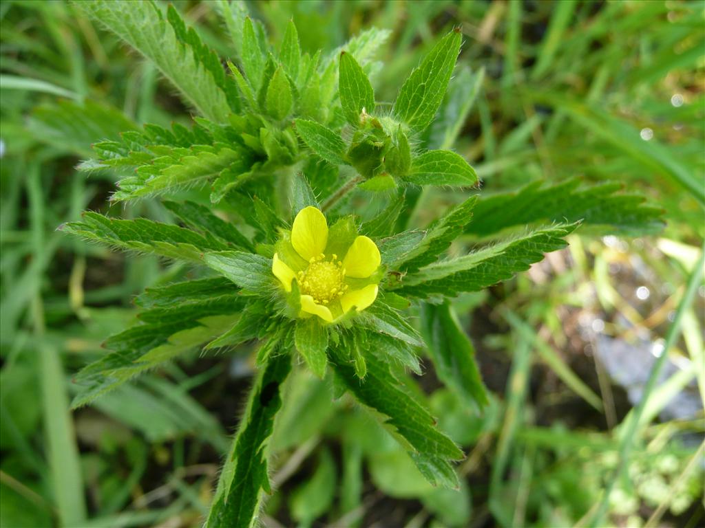 Potentilla norvegica (door Annie Vos)