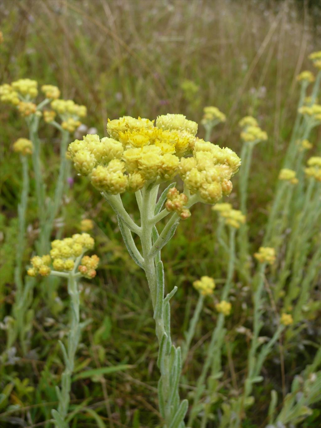 Helichrysum arenarium (door Annie Vos)