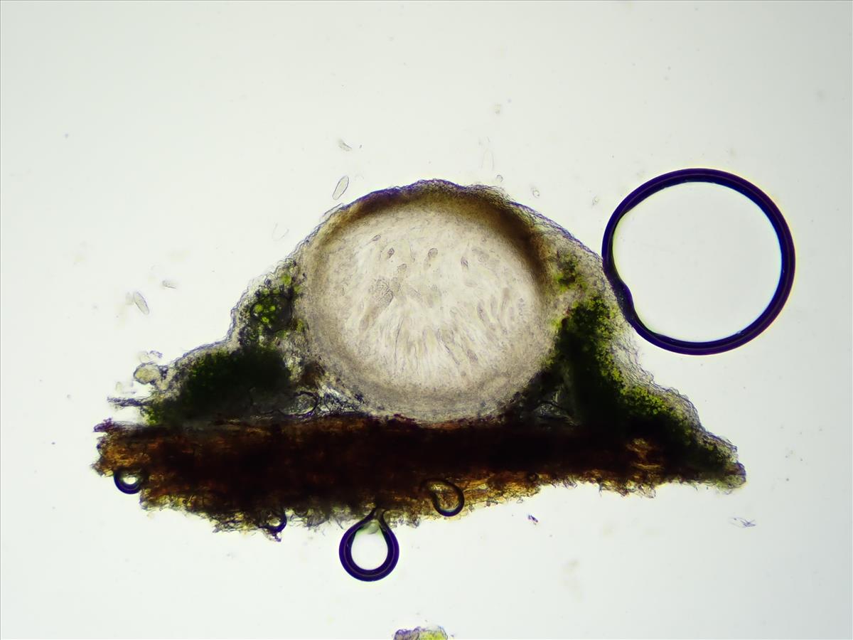Thelenella modesta (door Lukas Verboom)