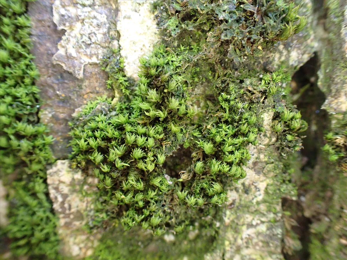 Zygodon rupestris (door Lukas Verboom)