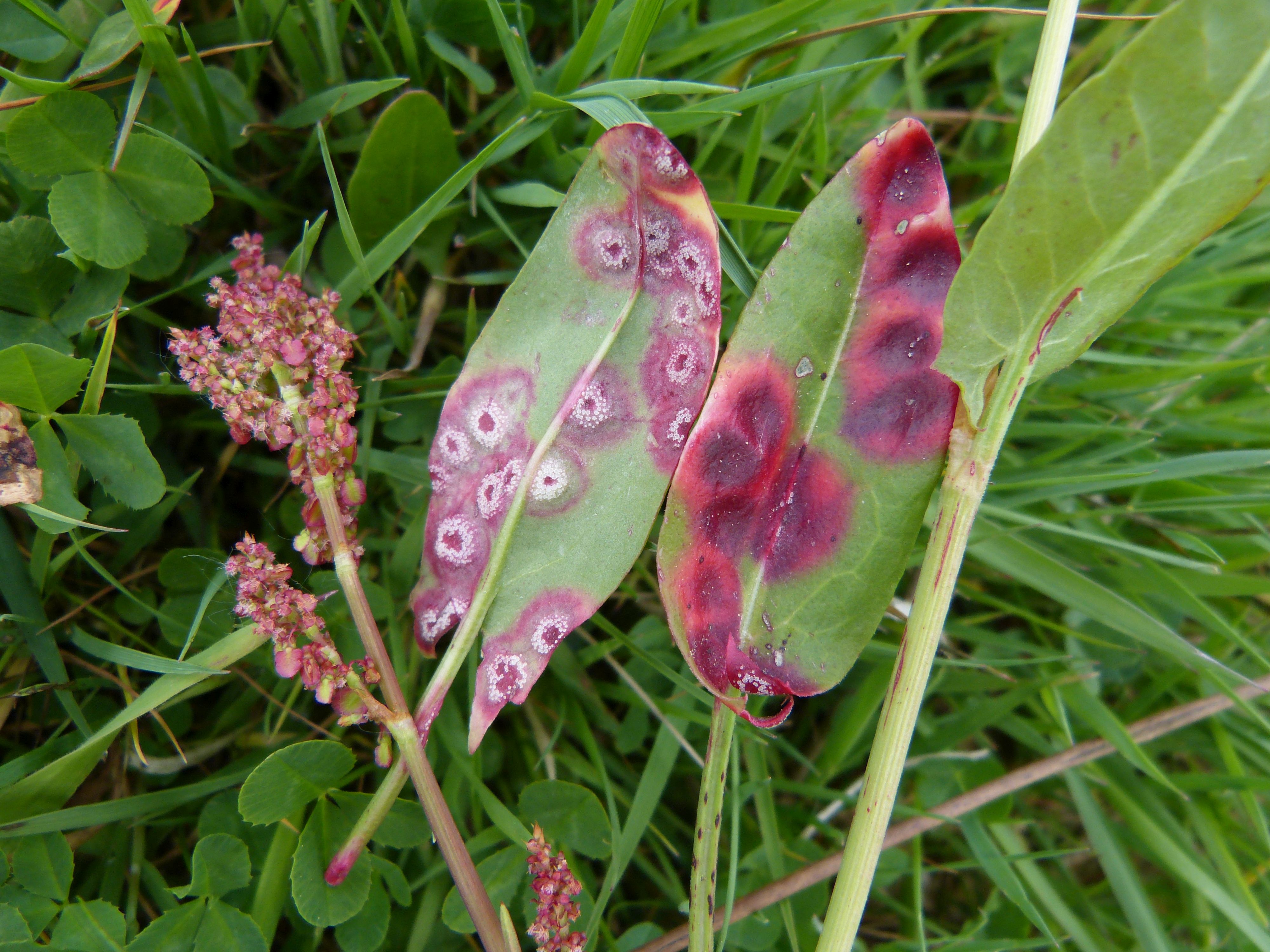 Puccinia phragmitis (door Frans Ozinga)