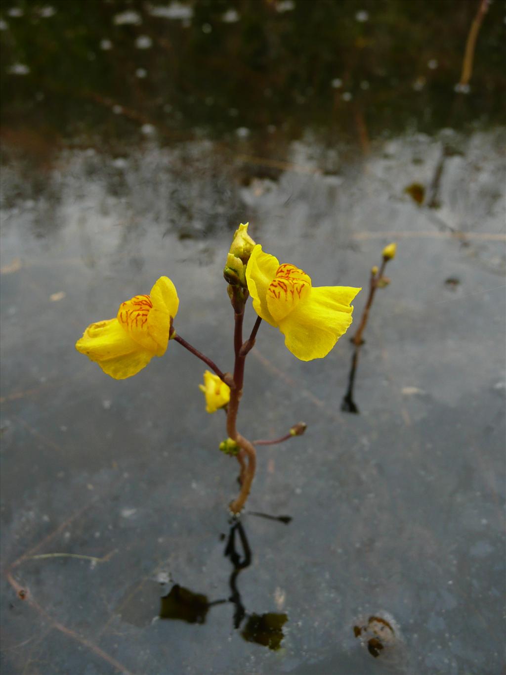 Utricularia australis (door Annie Vos)