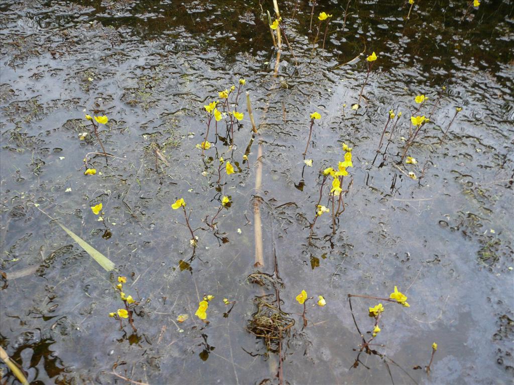 Utricularia australis (door Annie Vos)