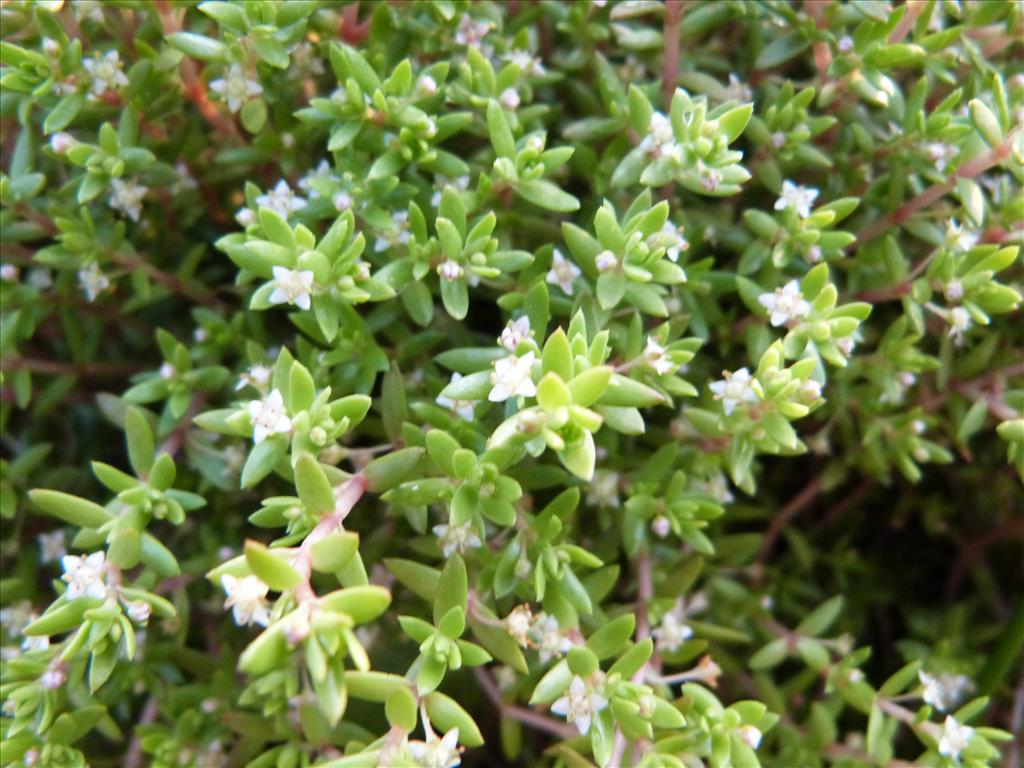 Crassula helmsii (door Els Visscher)