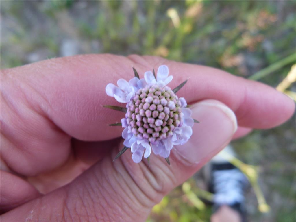 Scabiosa columbaria (door Els Visscher)