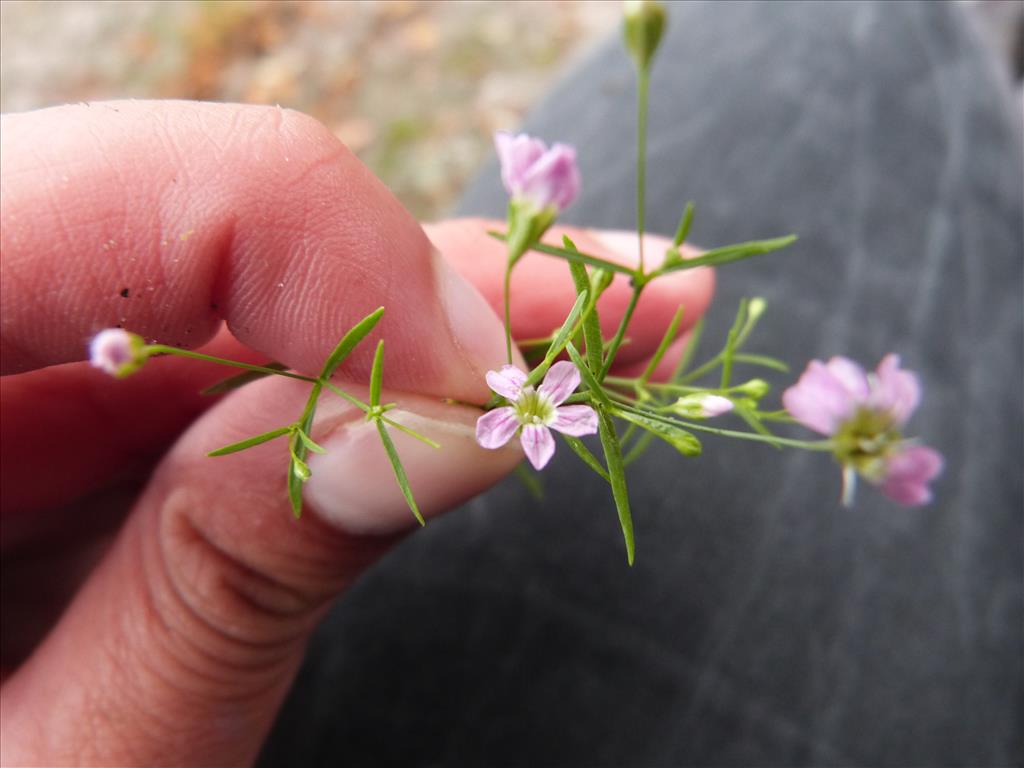 Gypsophila muralis (door Els Visscher)