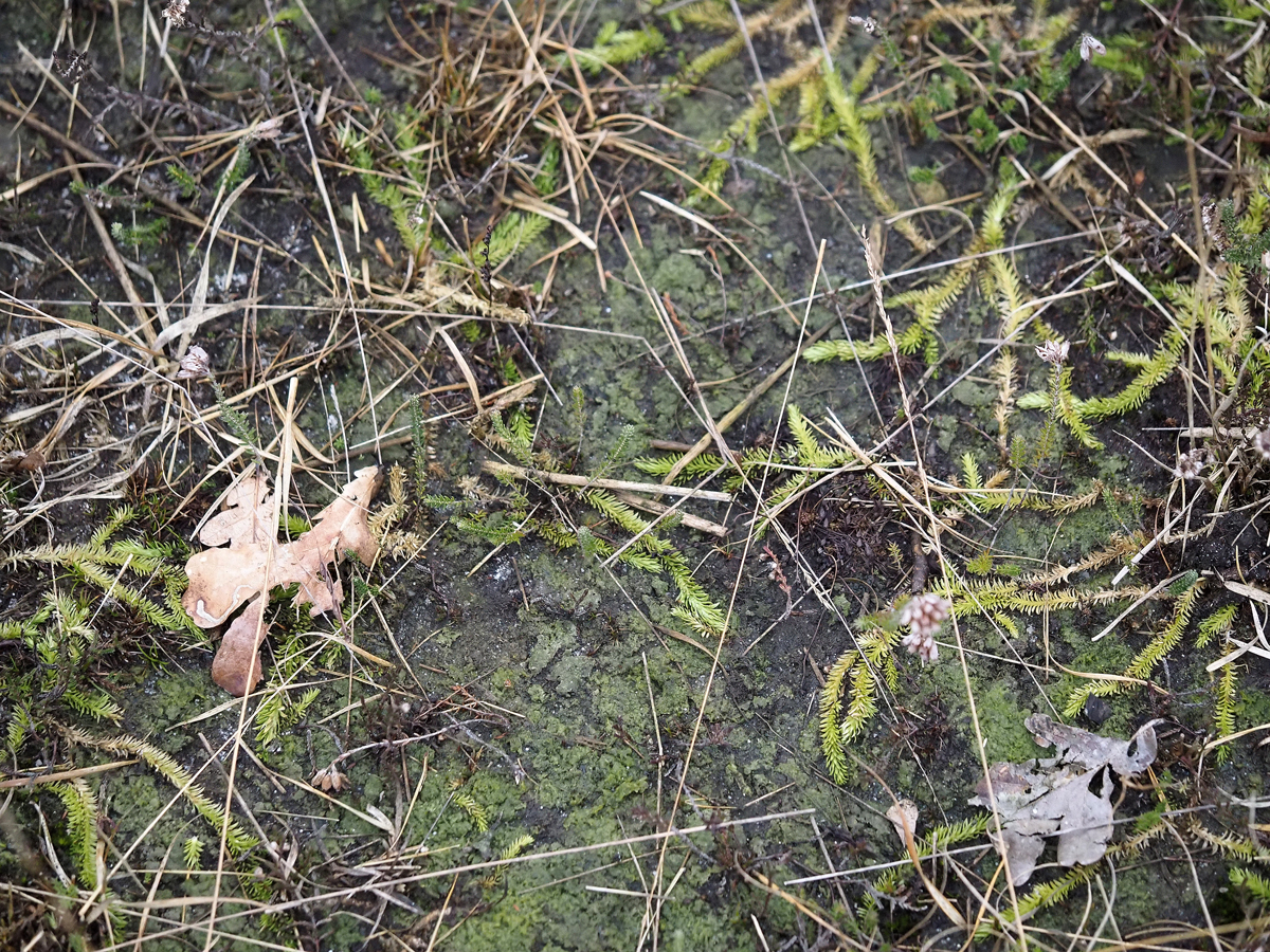 Absconditella trivialis (door Jeroen van der Loop)
