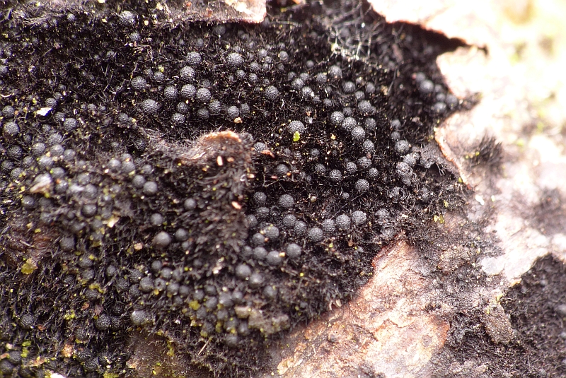 Chaetosphaerella phaeostroma (door Theo Westra)