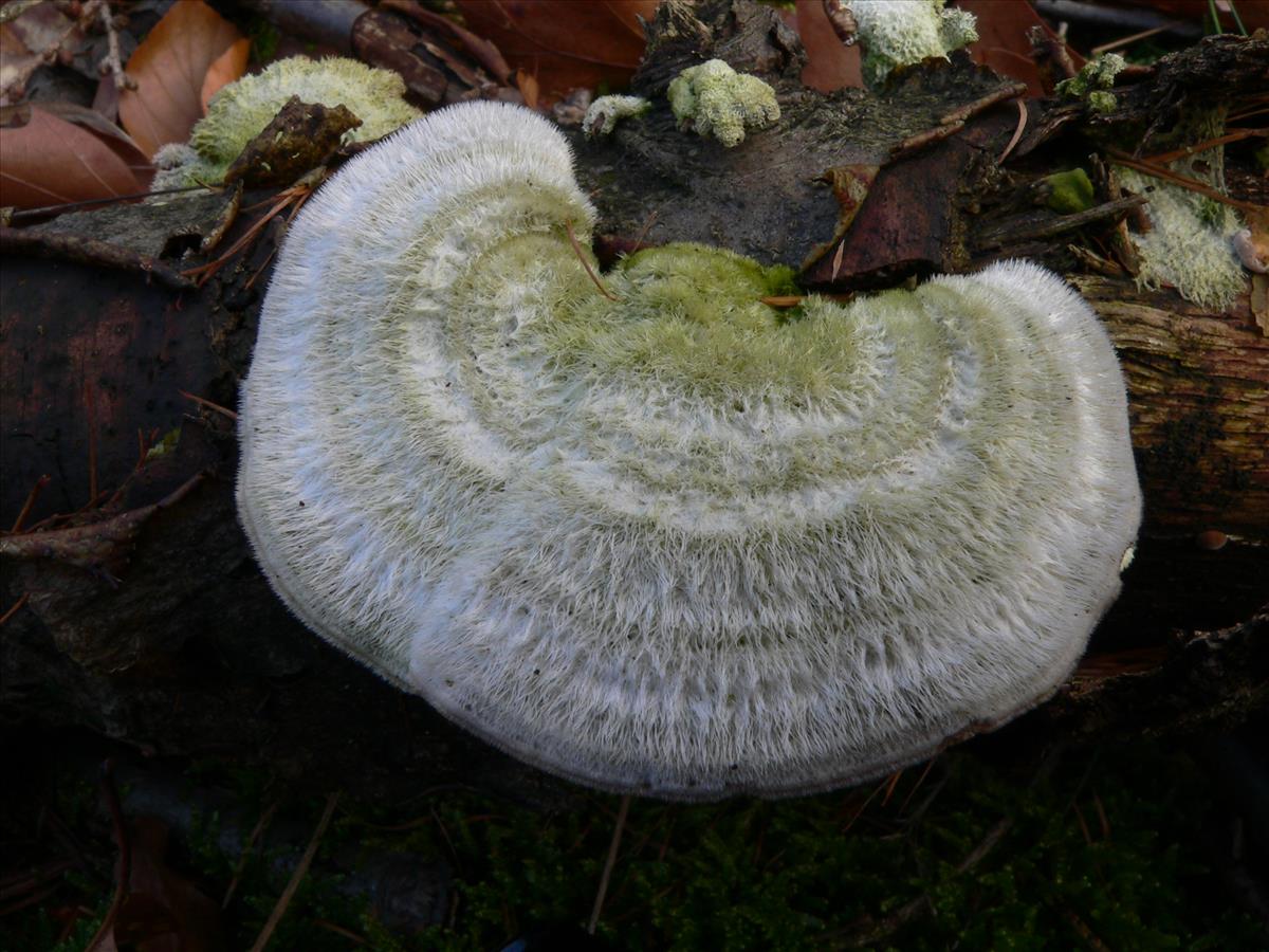 Trametes hirsuta (door Hans Meulenbelt)