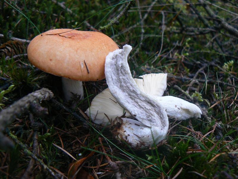 Russula decolorans (door Ismael Wind)