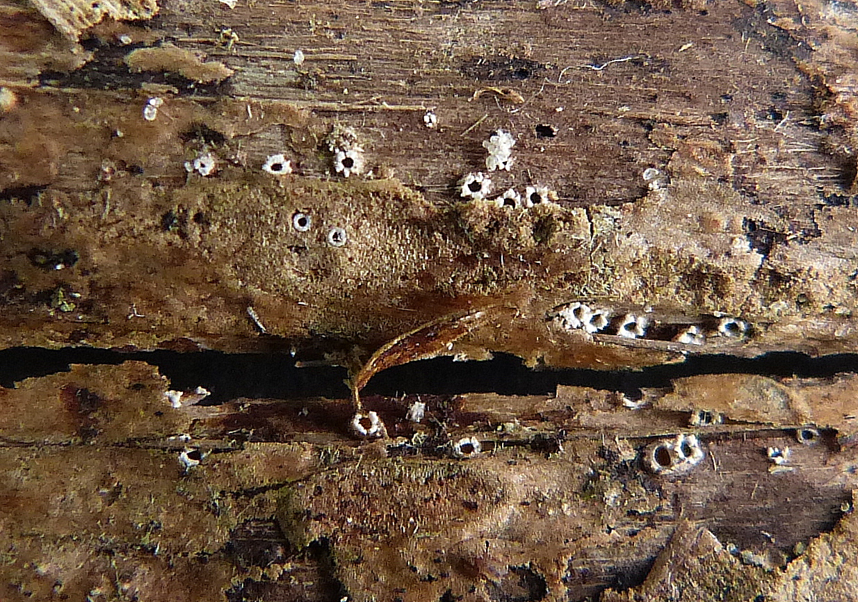 Stictis stellata (door Frans Ozinga)