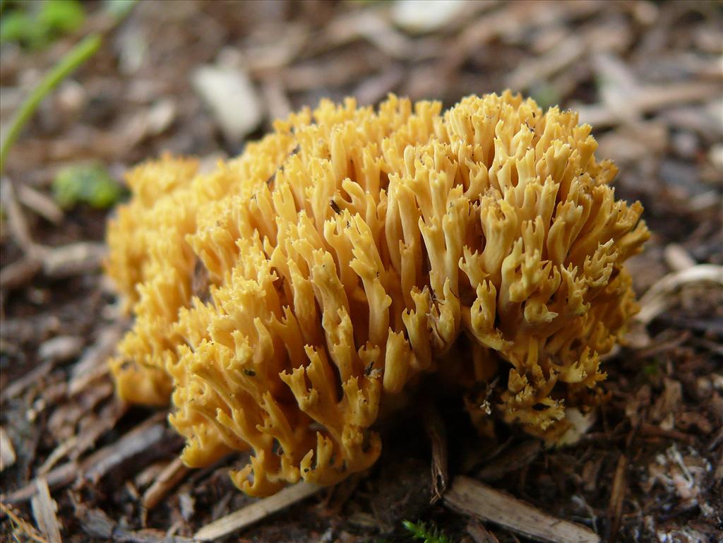 Ramaria decurrens (door Leen Kieboom)