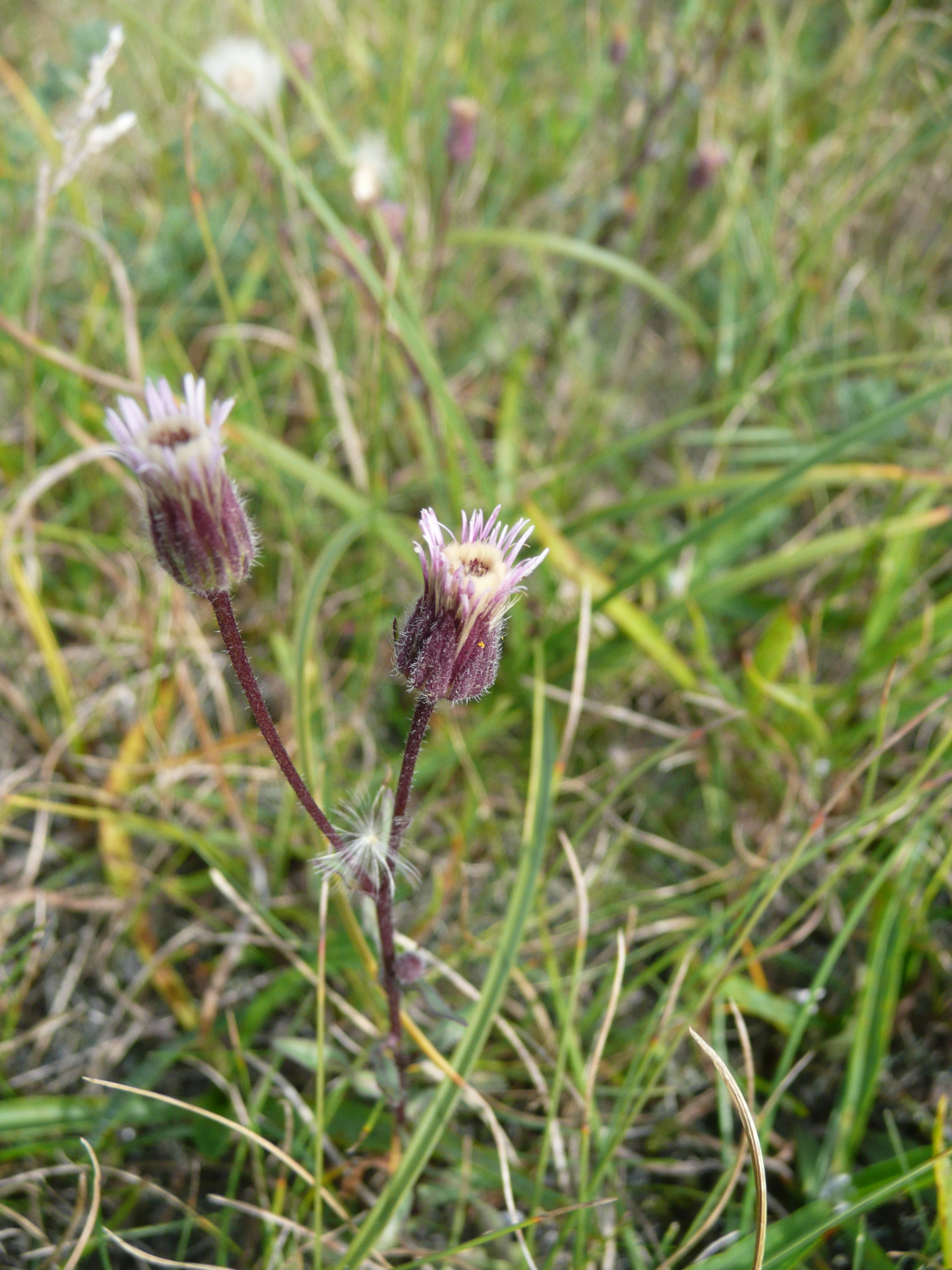 Erigeron acris (door Annie Vos)