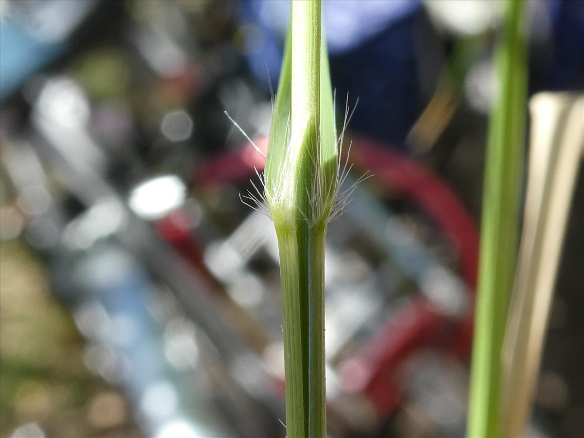 Eragrostis curvula (door Claud Biemans)