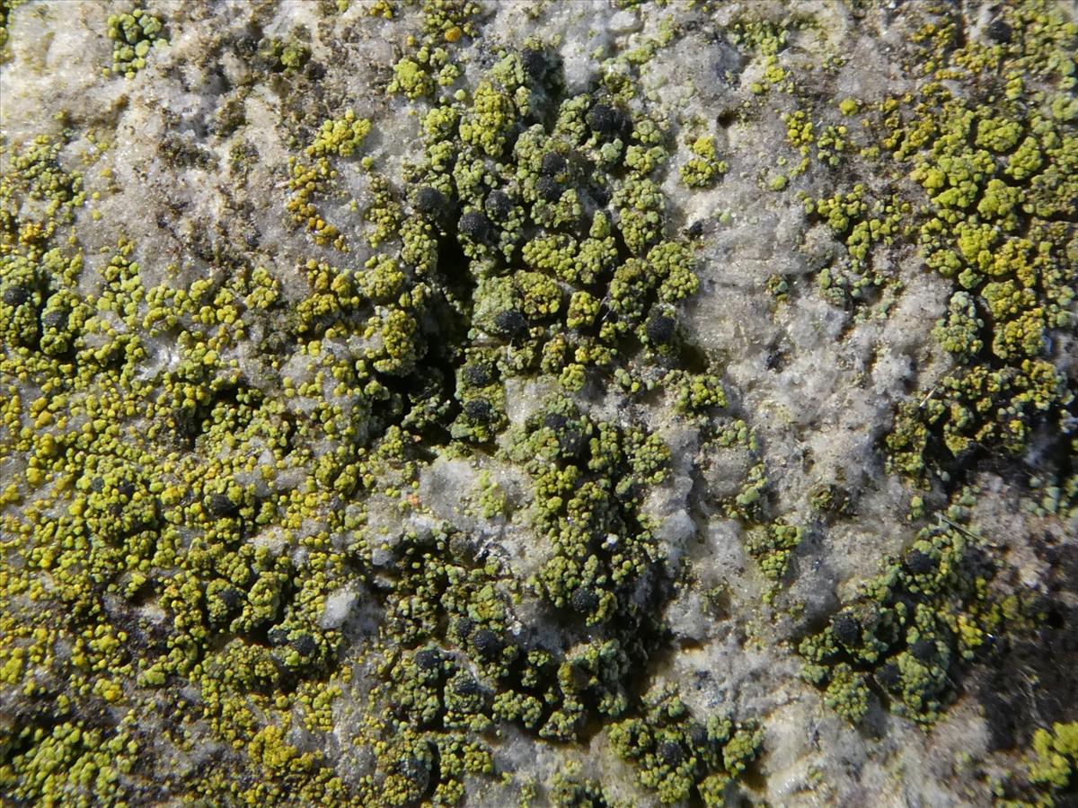 Sarcopyrenia cylindrospora (door Michiel van Vliet)