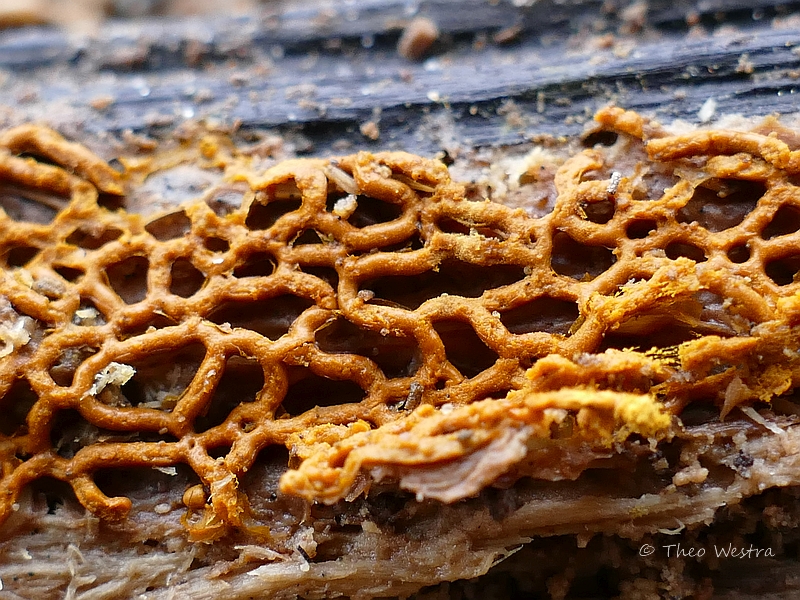 Hemitrichia serpula (door Theo Westra)