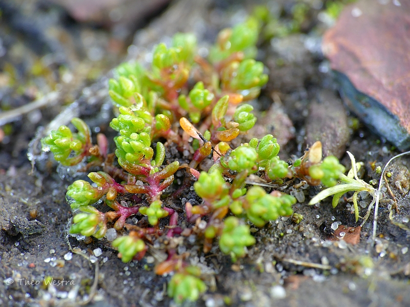 Crassula tillaea (door Theo Westra)