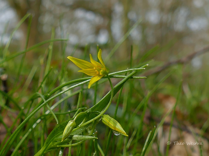 Gagea minima (door Theo Westra)