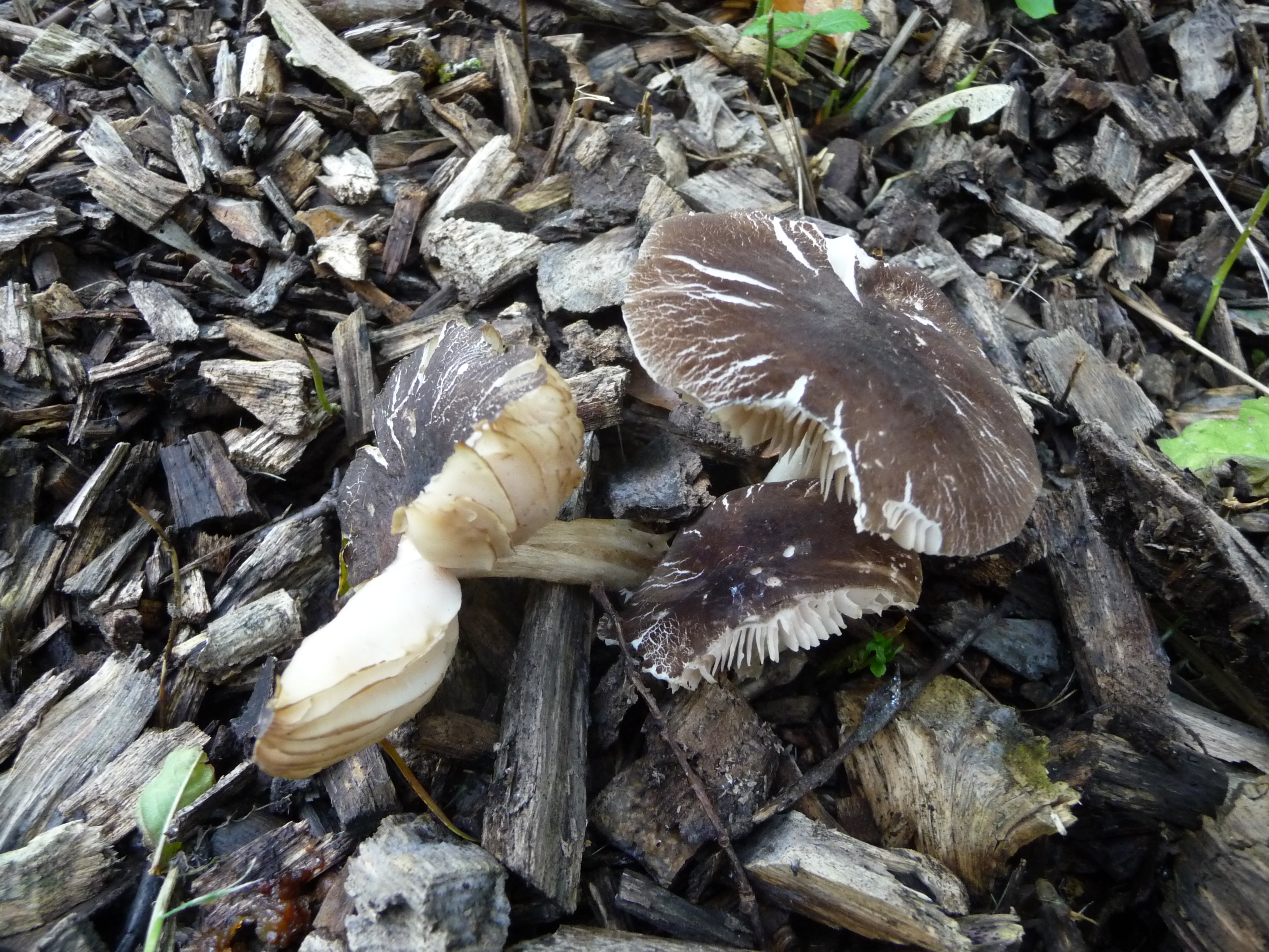 Pluteus dietrichii (door Fred van Klaveren)