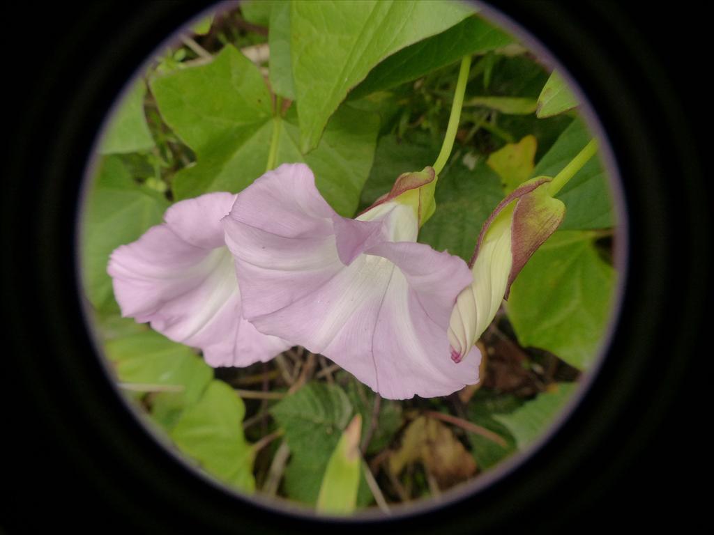 Convolvulus silvaticus (door Theo Westra)