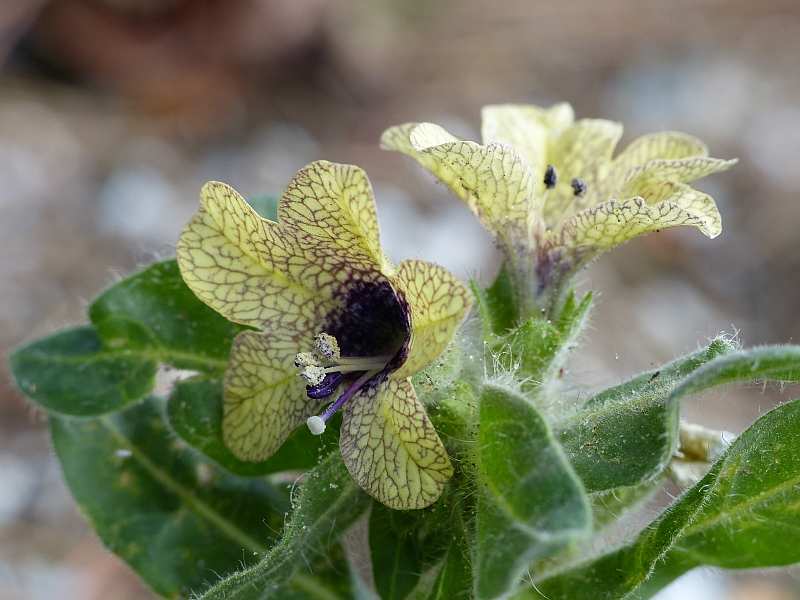 Hyoscyamus niger (door Theo Westra)