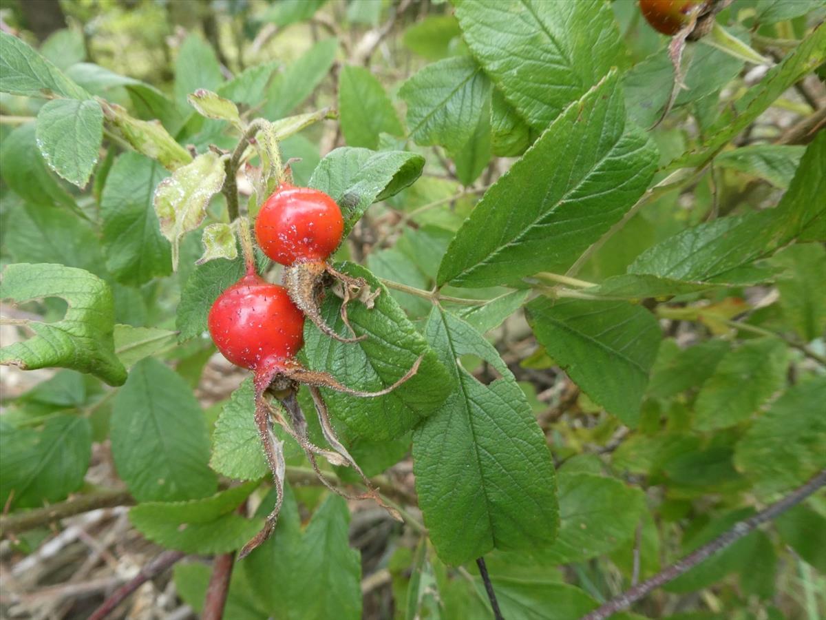 Rosa 'Hollandica' (door Bert Maes)