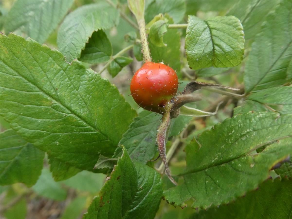 Rosa 'Hollandica' (door Bert Maes)