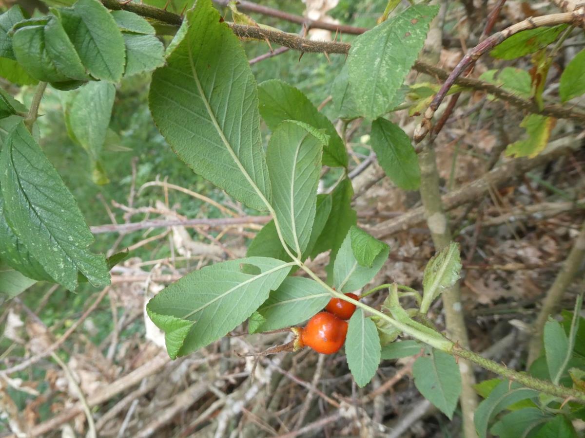 Rosa 'Hollandica' (door Bert Maes)