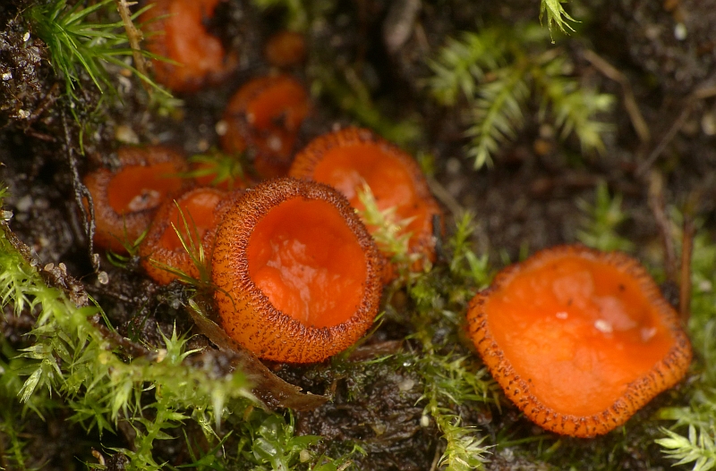 Scutellinia subhirtella sensu Svrcek (door Theo Westra)