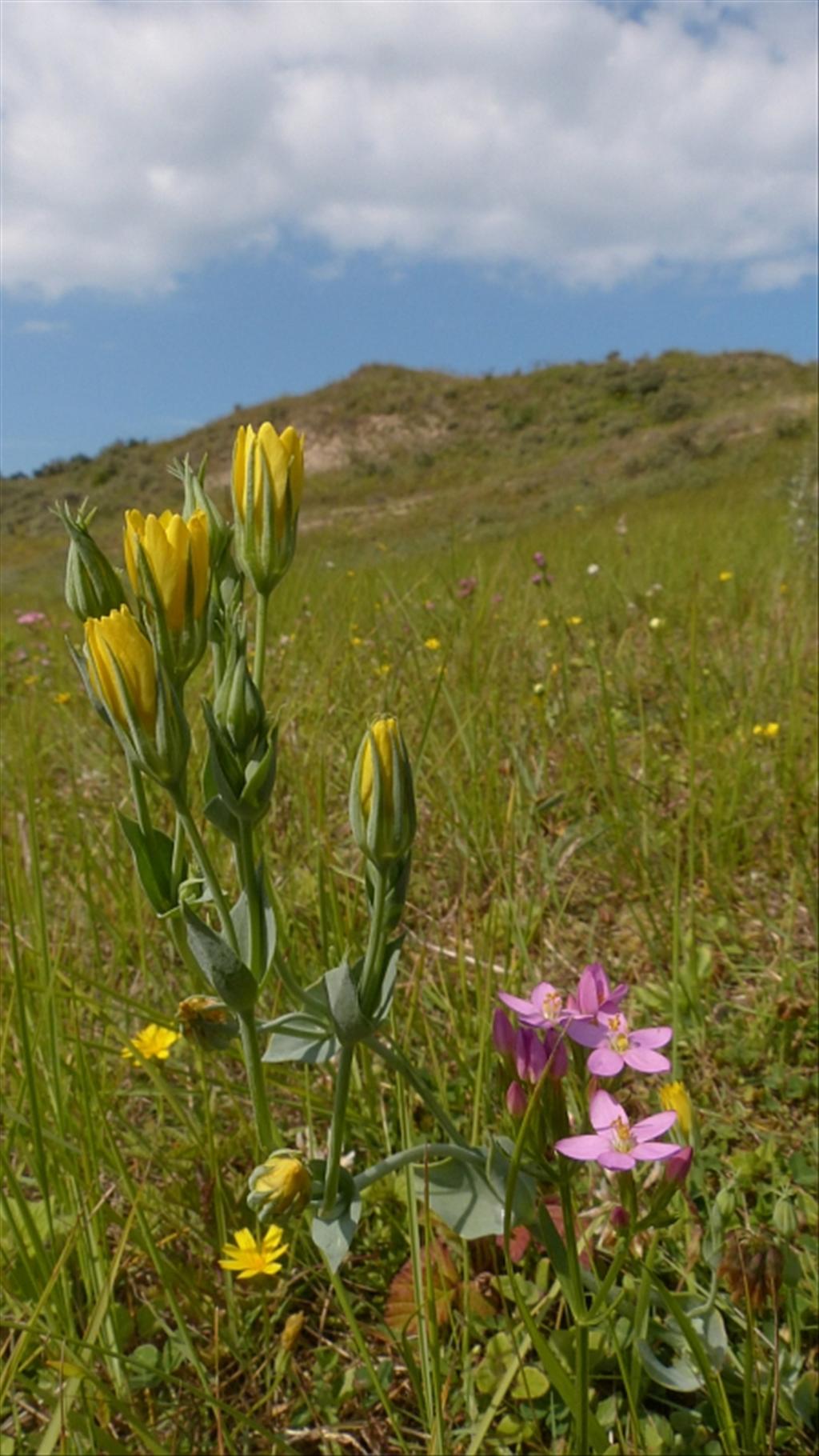 Blackstonia perfoliata subsp. serotina (door Theo Westra)