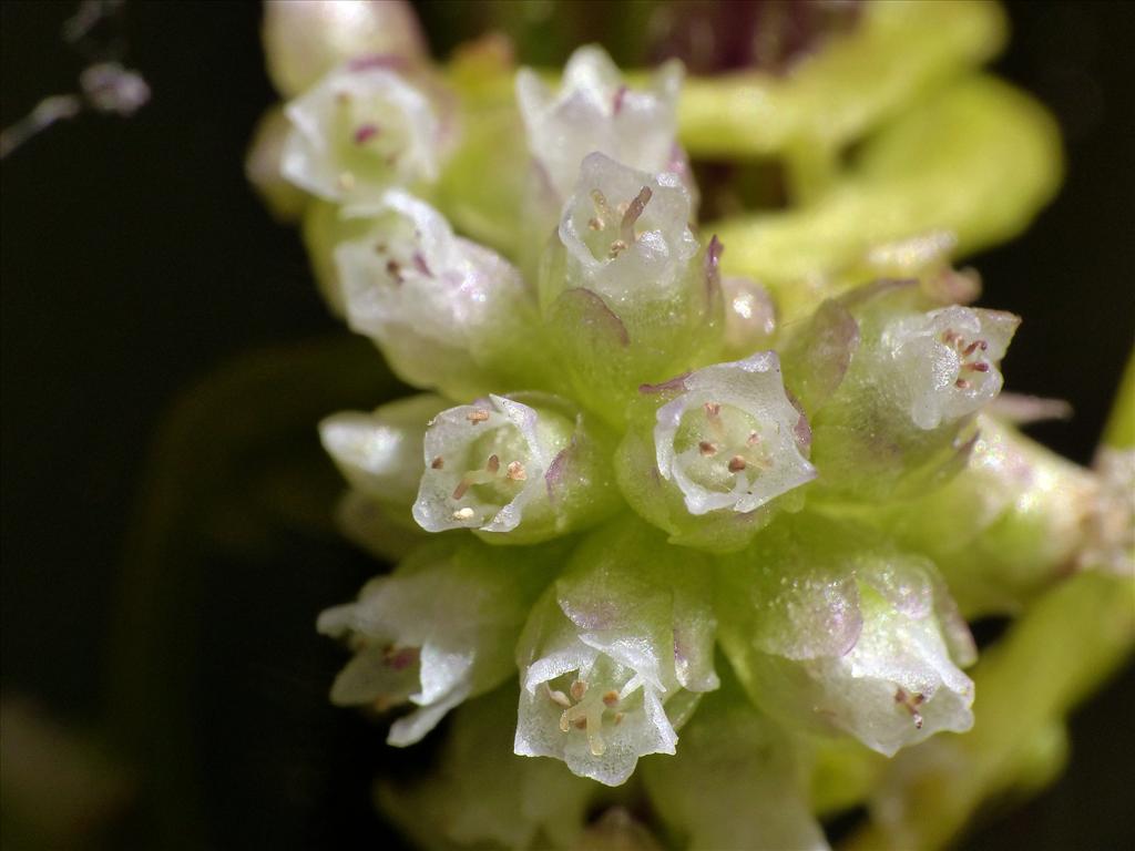 Cuscuta europaea (door Theo Westra)