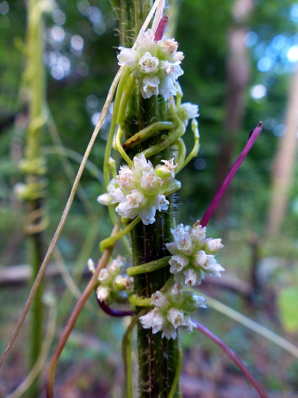 Cuscuta europaea (door Theo Westra)