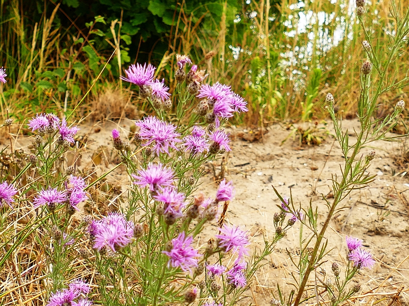 Centaurea stoebe (door Theo Westra)