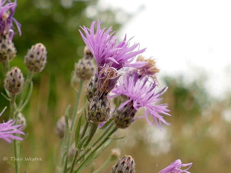 Centaurea stoebe (door Theo Westra)