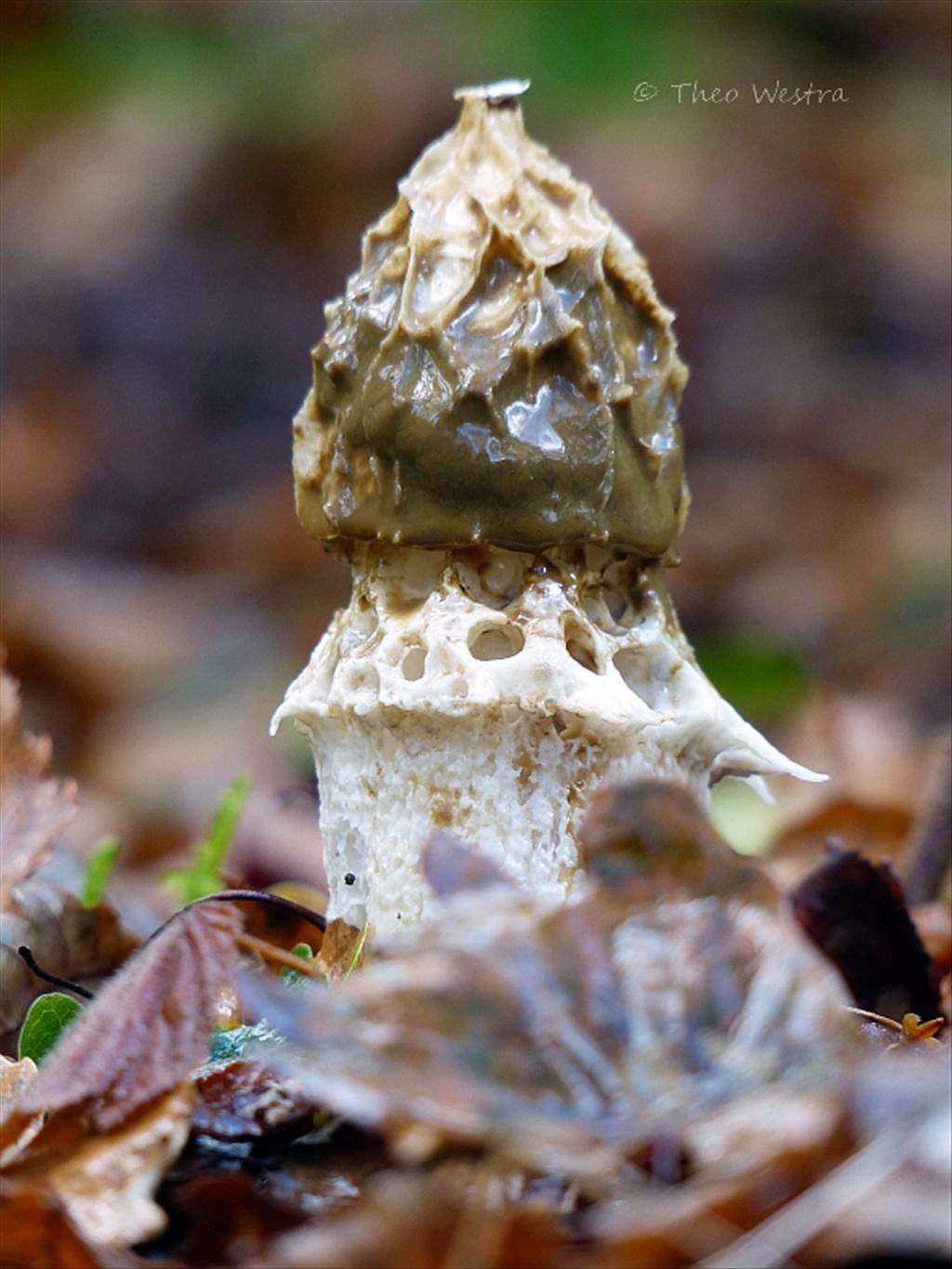 Phallus impudicus var. togatus (door Theo Westra)