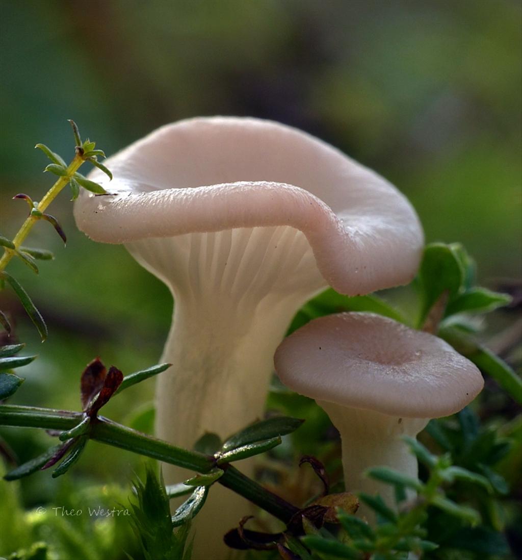 Omphalina galericolor (door Theo Westra)