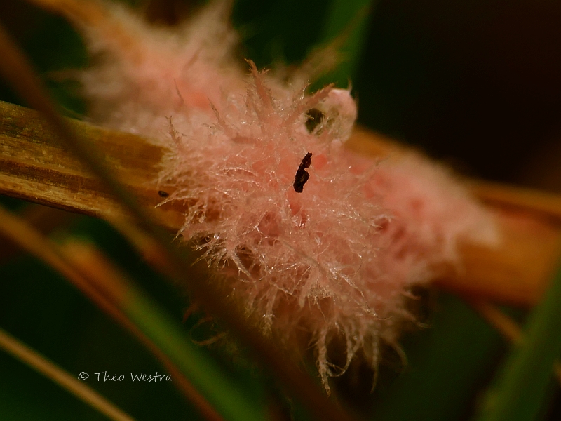 Limonomyces roseipellis (door Theo Westra)