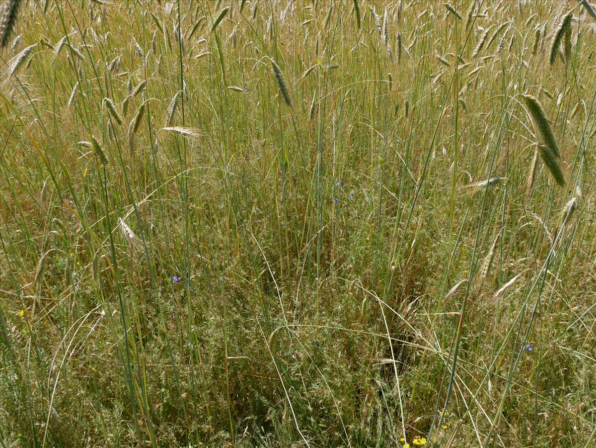 Anthoxanthum aristatum (door Wim van der Neut)