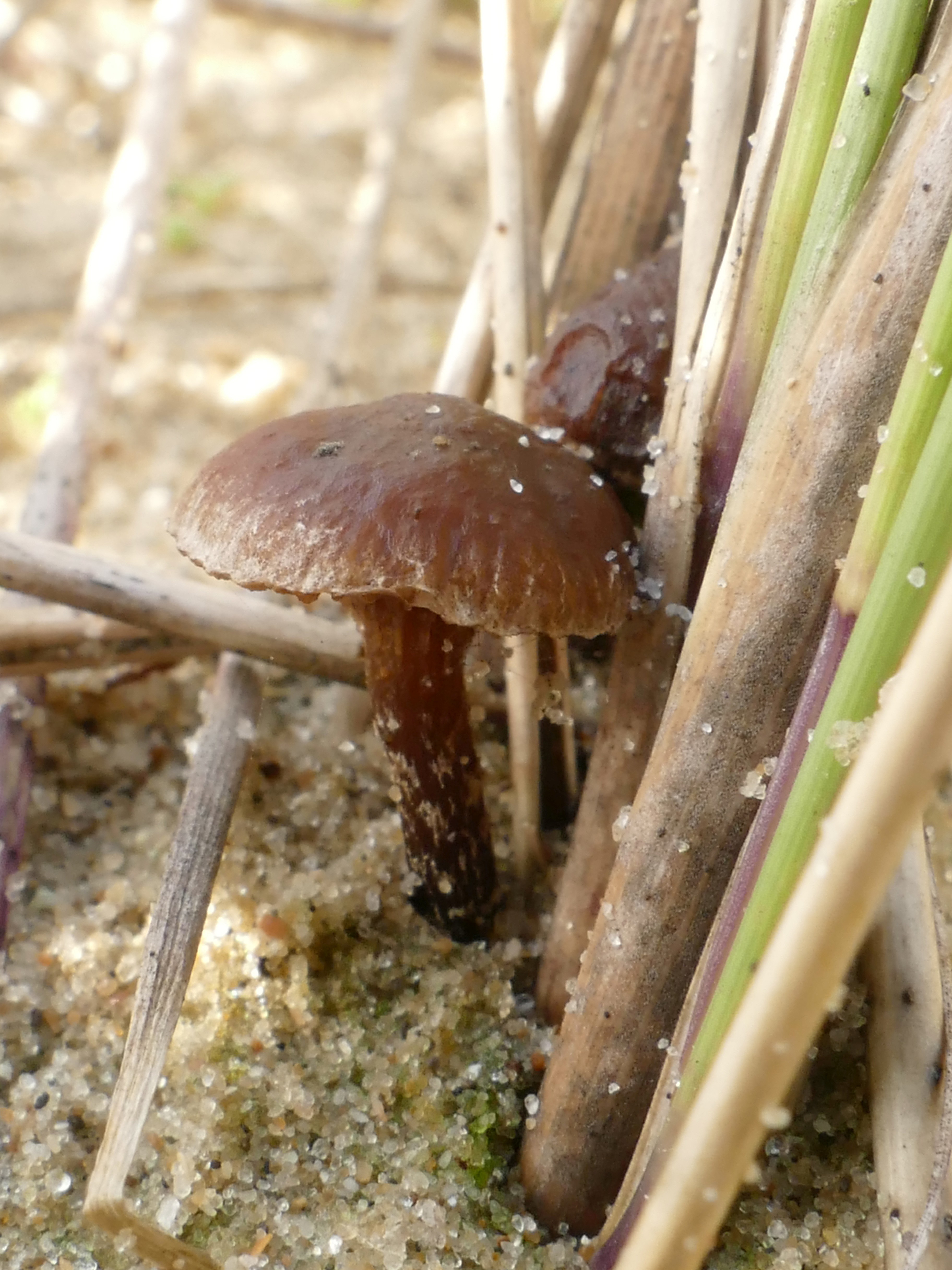 Deconica micropora (door Theo Westra)