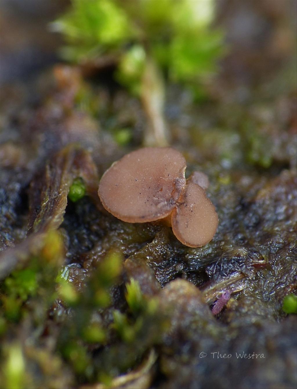 Bryoscyphus atromarginatus (door Theo Westra)